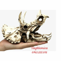 Sọ khủng long 3 sừng Triceratops trang trí bể cá, thuỷ sinh, bò sát