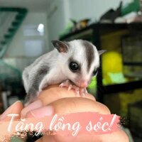 Sóc Bay Úc Mặt Trắng – White Face Sugar Glider