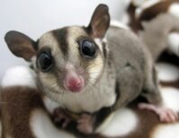 Sóc bay Úc – Sugar Glider