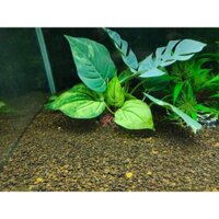 sỏi suối nâu. sỏi suối hạt nhỏ. Trang chí hồ cá thủy sinh. túi 5kg.