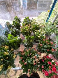 Sống đời vườn đà lạt siêu cute và đẹp ạ.