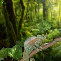 Stationwa Terrarium Branch Gecko Rừng linh hoạt Leo núi mây giả