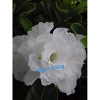 Sứ Ngọc Băng