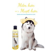 Sữa tắm chó mèo dưỡng lông chống rối Diva Vàng 260ml