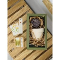 SUCCULENT GIFT BOX - SIZE M