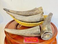 Sừng Trâu Nước Trang Trí Phong Thuỷ