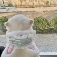 Tai thỏ sang trọng quần áo cho thú cưng mèo áo khoác ấm áp mùa thu đông chú chó thỏ áo khoác cotton