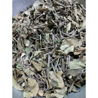 Tầm Gửi cây Dâu Tằm