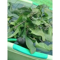 Tầm gửi cây gạo, chanh, Xoan.