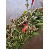 Tầm gửi cây gạo tía hòa bình