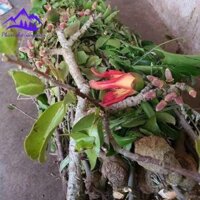 Tầm gửi cây gạo tía khô, cam kết hàng chuẩn (500g, 1kg) được lấy trực tiếp từ cây gạo trong rừng Tây Bắc