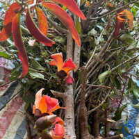 Tầm gửi cây gạo tía khô (cam kết hàng chuẩn) được lấy trực tiếp từ cây gạo trong rừng Tây Bắc, không qua trung gian