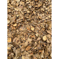 Tầm gửi cây mít - Bổ gan thận,lợi sữa sau sinh