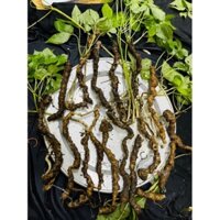 Tam thất hoang - Chuẩn rừng Lai Châu