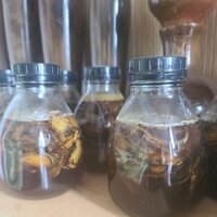 tam thất mật ong