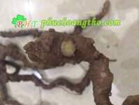 Tam thất rừng hoang