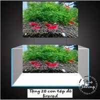 Tấm tranh tép đỏ fired thuỷ sinh trang trí hồ cá