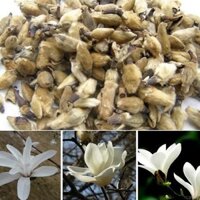 Tân Di Hoa 100g