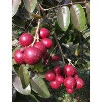 TẶNG 1 GÓI HẠT GIỐNG_CÂY GIỐNG NHÃN TÍM