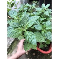 [tặng quả giống] cây ớt Aij Charapita mắc nhất thế giới