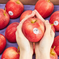 Táo Ambrosia Canada