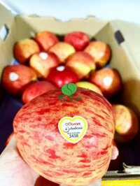 Táo Ambrosia New Zealand size 35