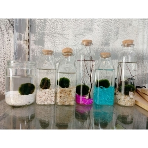 Tảo Cầu Nhật Bản Marimo Moss Ball