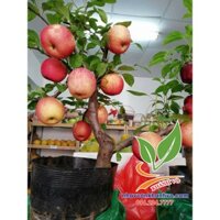 Táo đỏ lùn Mỹ giòn ngọt nhanh cho trái