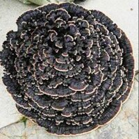 Tay nấm cổ chi chơi kiểng