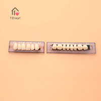 [Tdiepf] 168 CÁI / 6 Bộ Răng Polymer Tổng Hợp Nhựa Răng Giả MỚI