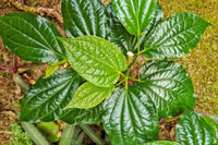 Tên Các Cây Thuốc Nam Chữa Bệnh Xương Khớp Hiệu Quả và An Toàn