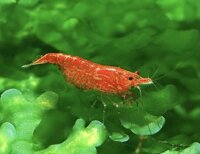 TÉP ĐỎ SRC- SUPER RED CHERRY