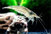 TÉP YAMATO - DŨNG SĨ DIỆT RÊU HẠI