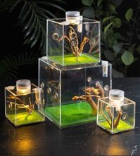 Terrarium Bò Sát Nhảy Vỏ Với Dropper Tongs Snail Cage Nhện Acrylic Hộp Sinh Sản