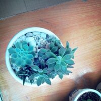 Terrarium chậu: Concept " Tặng papa "