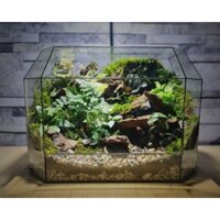 Terrarium Nature