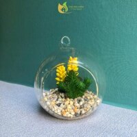 Terrarium quả cầu thủy tinh cùng sen đá xương rồng nhân tạo và sỏi, quả cầu để bàn, treo trang trí, tiểu cảnh mini