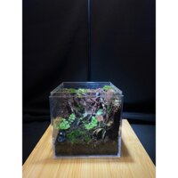 Terrarium " Rừng Tối Harry " Bể cubic 10x10x10 Thích hợp làm quà tặng ( sinh nhật, Anniversary,...)