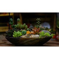 Terrarium sen đá