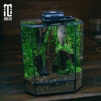 Terrarium Setup sẵn hồ kích thước 12x8x14cm