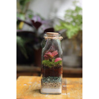 Terrarium trồng Cẩm nhung đỏ và rêu Haircap