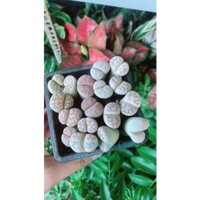 Thạch Lan-Hoa Sỏi hàng đẹp