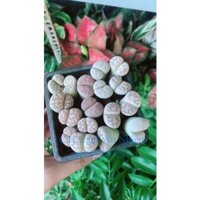 Thạch Lan-Hoa Sỏi hàng đẹp