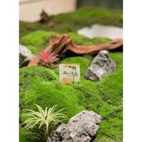 Thảm Cỏ Rêu Decor Đồi Mô Lớn Nguyên Tấm 1m X 50cm - Thảm Cỏ Mô Phỏng Trang Trí