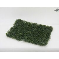 Thảm cỏ xanh ba lá  TAN