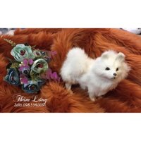 Thảm lông chụp ảnh