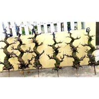 Thân cây Bonsai giả, gốc Bonsai, cao 45cm, 65cm, 90cm làm cây mai, cây đào, cây tùng... trang trí