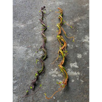 Thân cây cổ 2m làm cổng hoa, dây leo cổ thụ, dây leo tường, thân cây hoa giấy, thân cây hoa đào