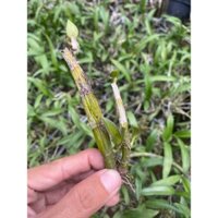 Thân cây già hoa lan dendro (500gram)