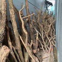 Thân cây gỗ khô trang trí, dùng làm cây hoa đào mai decor tết.